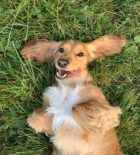 photo of happy dog